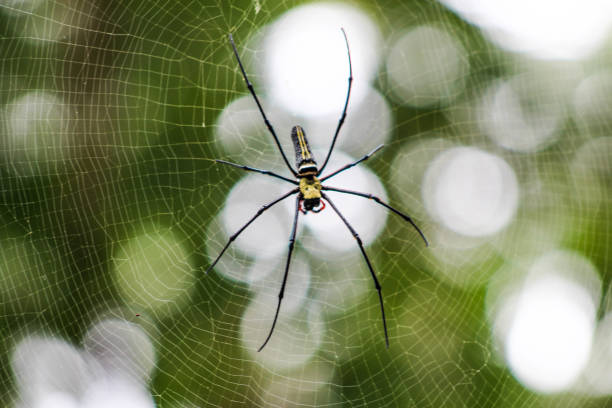 istock Poisonous spider in the jungle in Indonesia 1095346996