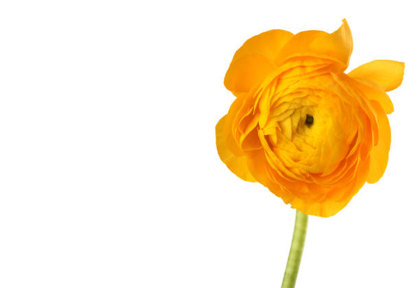 Yellow anemone flower isolated on white.