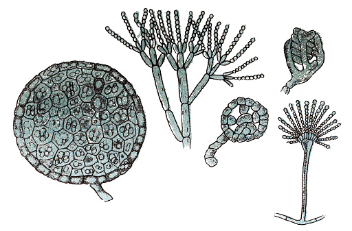 Illustration of a Penicillium glaucum , mold that is used in the making of some types of blue cheese and Aspergillus glaucus is a filamentous fungus