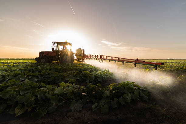 istock Farmer on a tractor with a sprayer makes fertilizer for young vegetables 1095358974