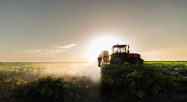 istock Farmer on a tractor with a sprayer makes fertilizer for young vegetables 1095359054