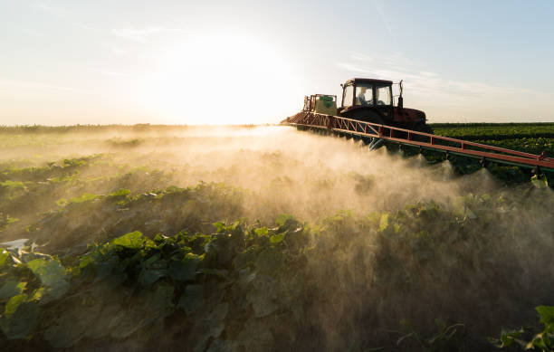 istock Farmer on a tractor with a sprayer makes fertilizer for young vegetables 1095359158