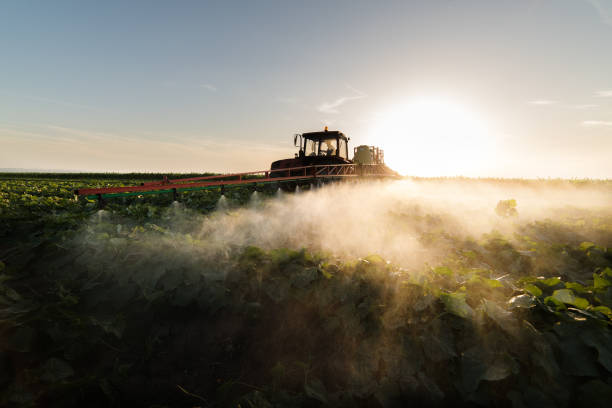 istock Farmer on a tractor with a sprayer makes fertilizer for young vegetables 1095359176