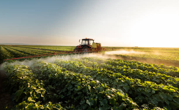 istock Farmer on a tractor with a sprayer makes fertilizer for young vegetables 1095359188