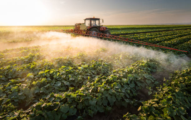 istock Farmer on a tractor with a sprayer makes fertilizer for young vegetables 1095359204