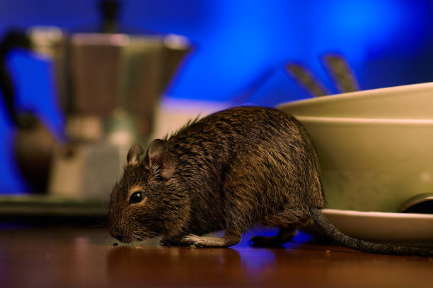 istock rodent degu walks on the table in the kitchen 1095360770