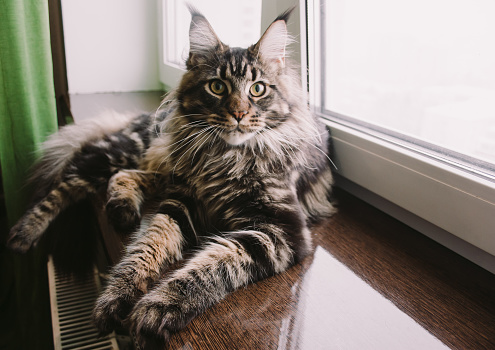 Maine coon cat on a window sill
