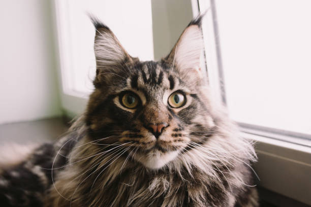istock Maine coon cat portrait 1095360948