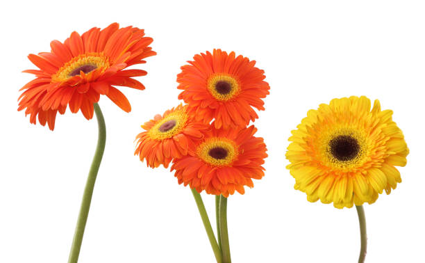 istock Carnation and gerbera flower isolated on white. Collection. 1095367730