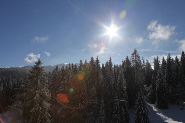 Snow Covered Pines in Switzerland stock photo