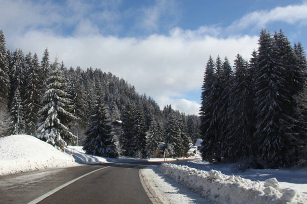 Snow Covered Pines in Switzerland stock photo