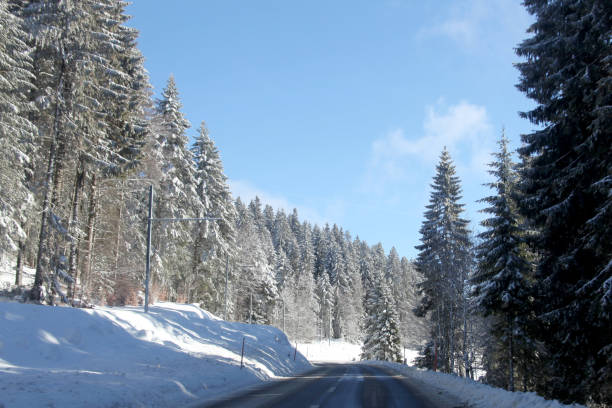 Snow Covered Pines in Switzerland stock photo