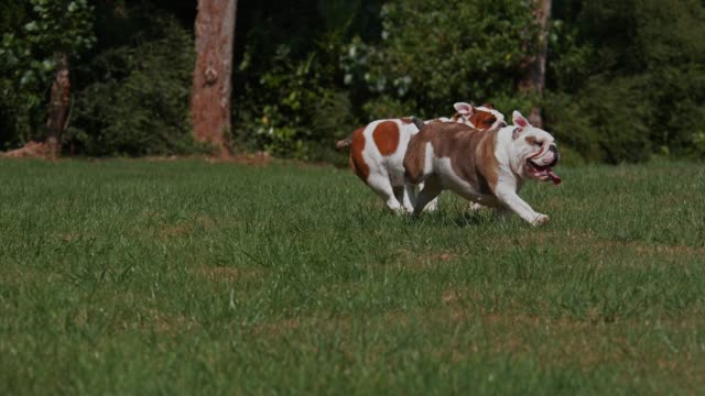 English Bulldog, Females running on Grass, Slow Motion 4K