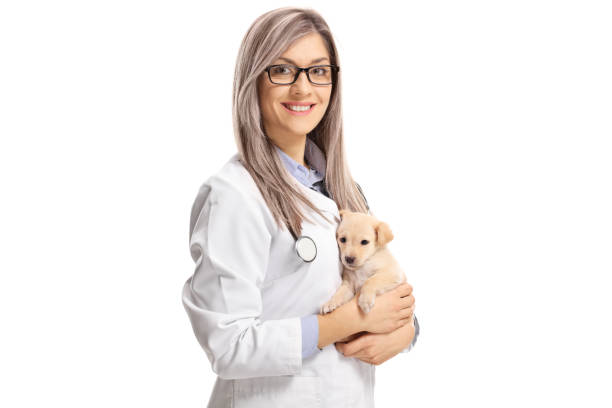 小さな子犬を保持している若い女性の獣医 - vet veterinary medicine young women female ストックフォトと画像