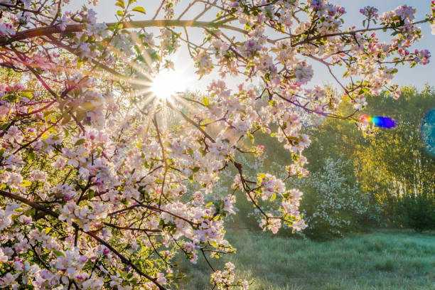 японский сад с весенними цветами вишни, ветка с солнцем, сияющим сквозь цветы - cherry blossom spring day sakura стоковые фото и изображения