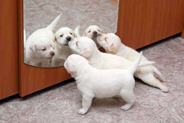 Playful puppies of Labrador of a pale-yellow suit are reflected in a mirror of a case Three Labrador puppy fawn suit playing in front of a mirror dog group of animals three animals happiness stock pictures, royalty-free photos & images