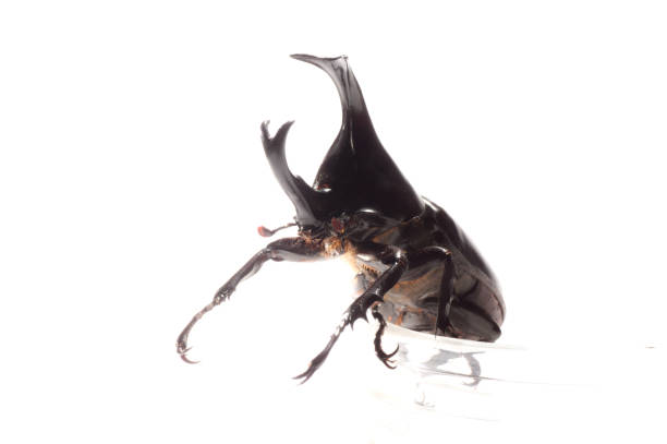 istock Bug of Rhinoceros beetle on white background 1095380994