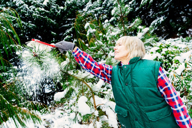 istock Senior woman clearing snow from Pinus mugo 1095381086