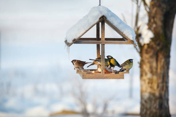 istock Birds in the snowy winter bird feeder 1095384806