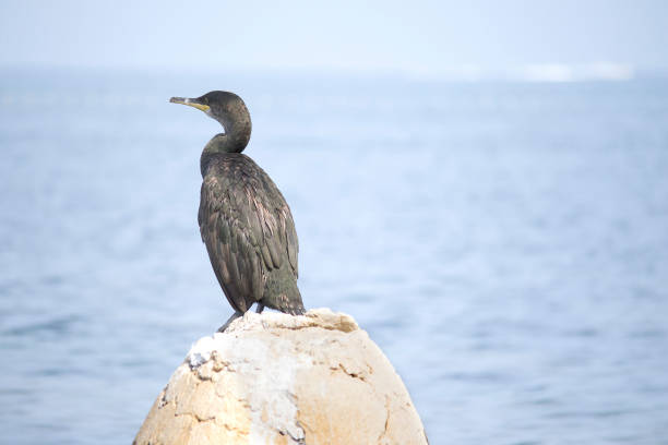 istock European shag or common shag (Phalacrocorax aristotelis) 1095384920