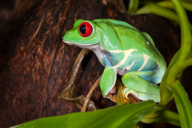 istock Very tight red-eyed tree frog 1095385000