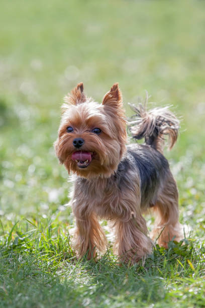 istock Nice dog at the show 1095385036