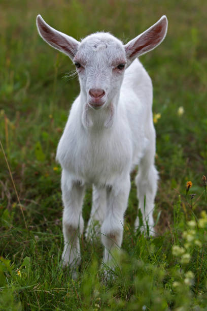 istock Little white goat graze on the meadow 1095385160