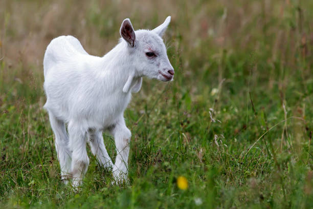 istock Little white goat graze on the meadow 1095385162