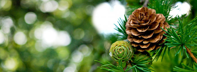 image of pine cone close-up