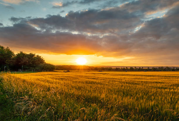 istock The sunset over wheat field in Germany 1095390574