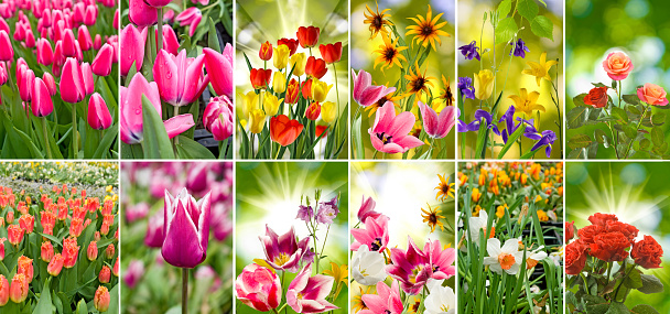 image of many flowers in the garden