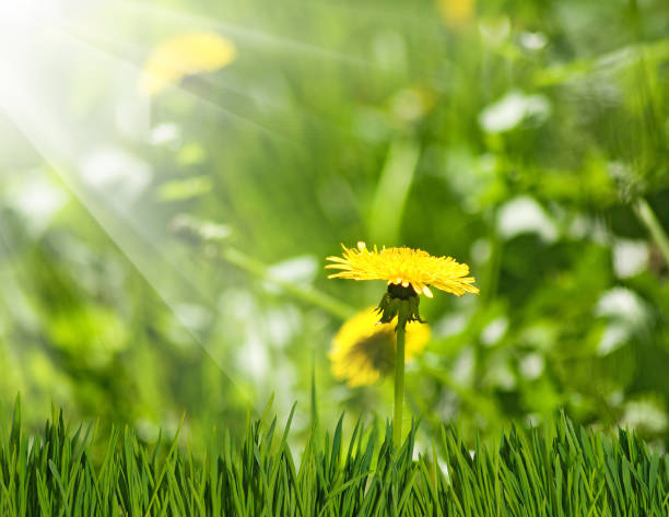 istock dandelions in the garden close-up 1095391626