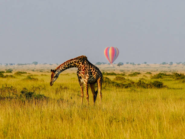 istock Giraffe and hot air balloon 1095391872