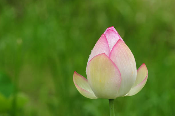 un fiore di loto - lotus single flower water lily water foto e immagini stock