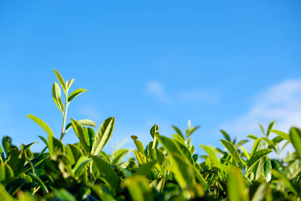 istock Green bud and leaves against blue sky 1095395850
