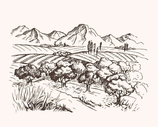 Vector vintage illustration with field, mountains and olive trees Vector vintage illustration with field, mountains and olive trees tunisia stock illustrations