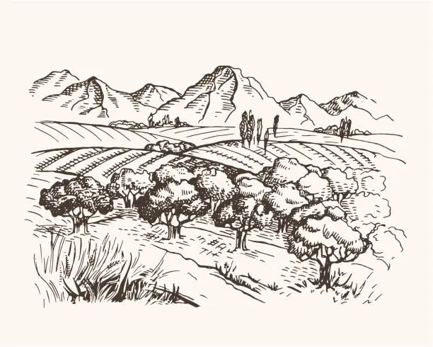 Vector illustration of Vector vintage illustration with field, mountains and olive trees