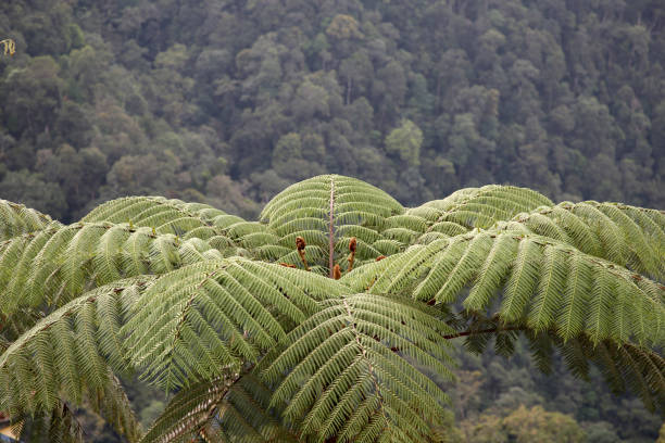 Individual giant tree fern from top view with thick mountain forest background.