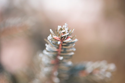 winter branch of pine under a snow. pine tree branches under winter snowfall, closeup of winter nature, free space for text.
