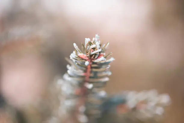 winter branch of pine under a snow. pine tree branches under winter snowfall, closeup of winter nature, free space for text.