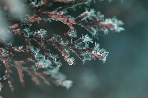 istock Fluffy Christmas trees under the snow. Fir tree covered with snow absrtackt empty blank background. Winter weather concept 1095400296