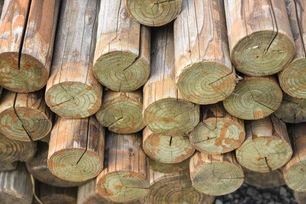 istock Pile of Wood log 1095400342