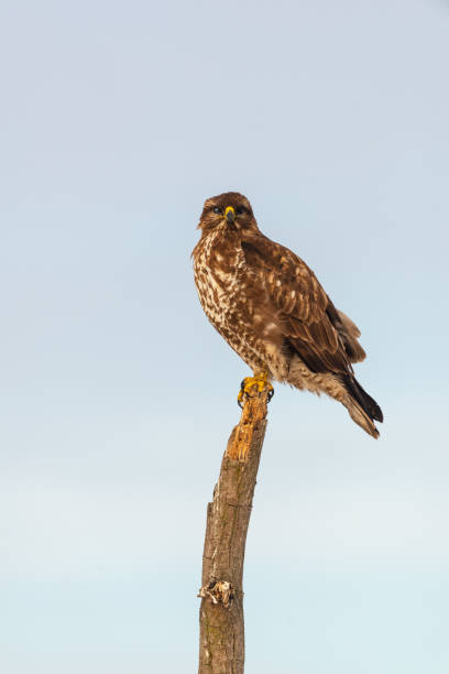 istock Photo of common buzzard buteo buteo on a tree 1095406466