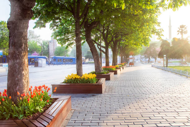 튤립 축제 기간 동안 이스탄불 거리에 이른 아침 - flower bed spring flower tree 뉴스 사진 이미지