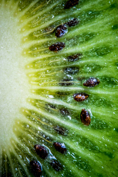istock Ripe green kiwi. Fruit closeup 1095410206