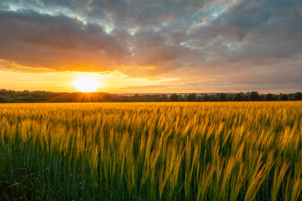 istock The sunset over wheat field in Germany 1095412170