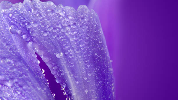 istock beautiful  flower close-up 1095414850
