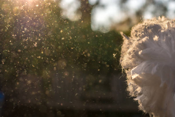 poeiras são sacudidas na luz do sol após a limpeza da casa - mite allergy - fotografias e filmes do acervo