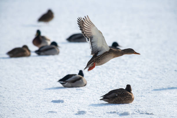 istock Wild duck mallard white snow winter fly 1095418726