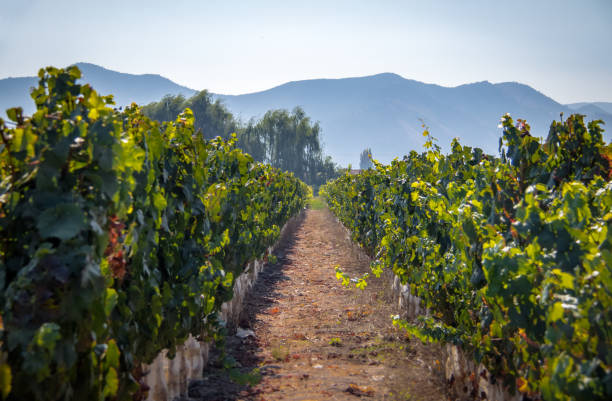 istock Chilean Vineyard - Santiago, Chile 1095418814